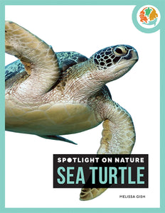 Die Natur im Rampenlicht: Meeresschildkröte