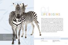 Laden Sie das Bild in den Galerie-Viewer, Die Natur im Rampenlicht: Zebra
