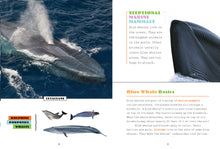 Laden Sie das Bild in den Galerie-Viewer, X-Books: Meeressäugetiere: Blauwale

