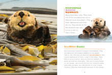 Laden Sie das Bild in den Galerie-Viewer, X-Books: Meeressäugetiere: Seeotter
