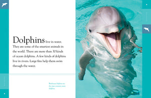 Amazing Animals (2022): Dolphins