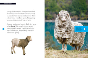Wachse mit mir: Schafe