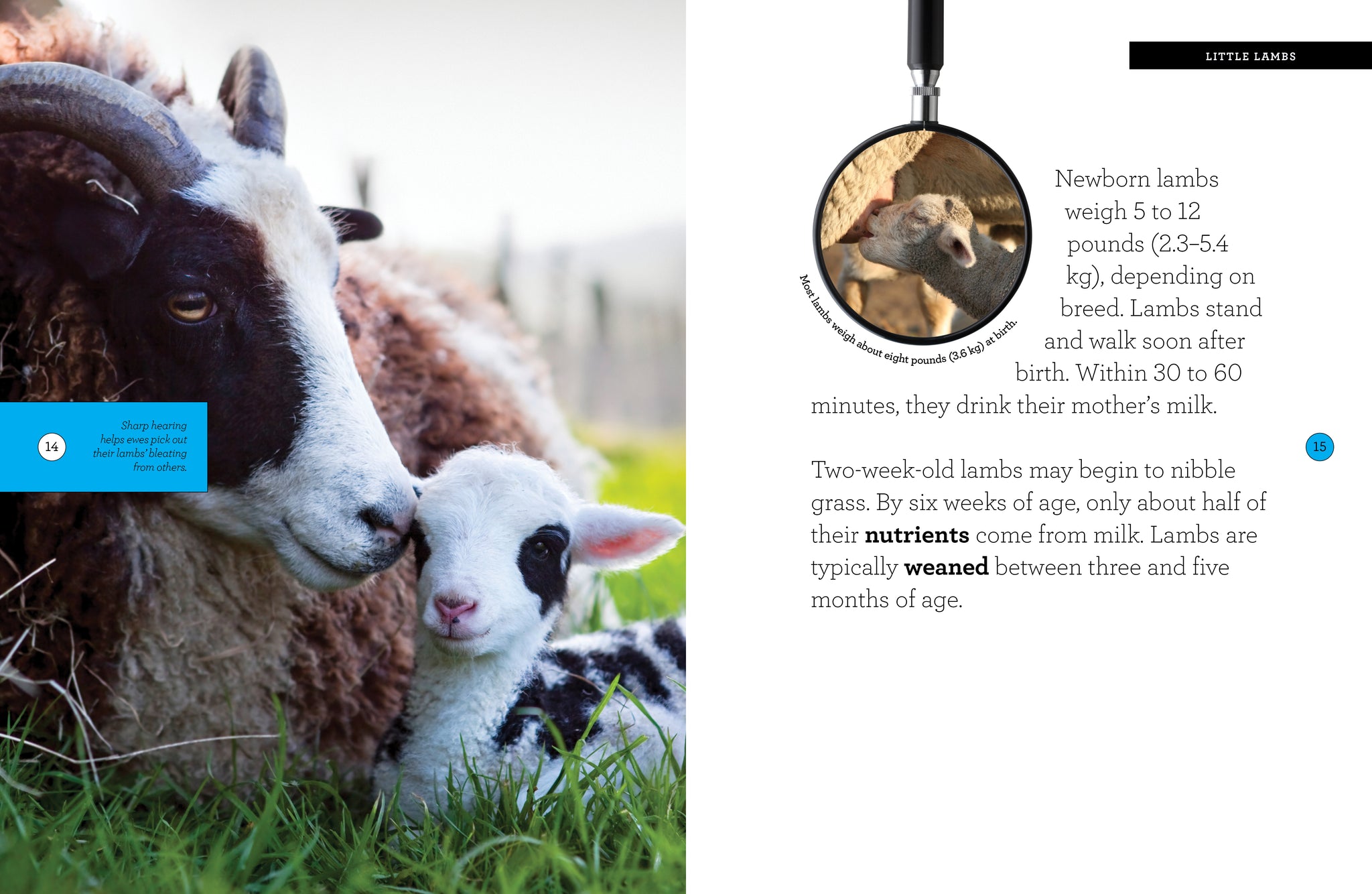 【Alec Soth：Sheep】800部限定　★新品・未読品・美本 Sheep – The Creative Company
