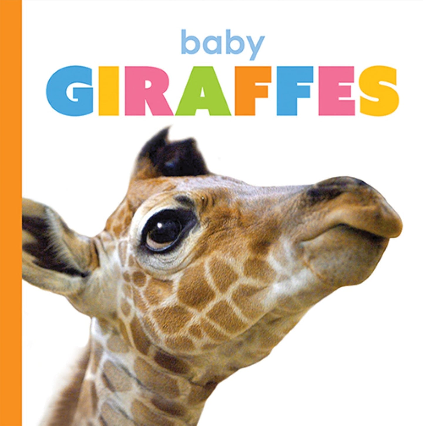 Der Anfang: Baby-Giraffen