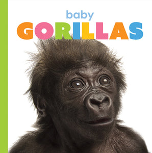 Der Anfang: Baby-Gorillas