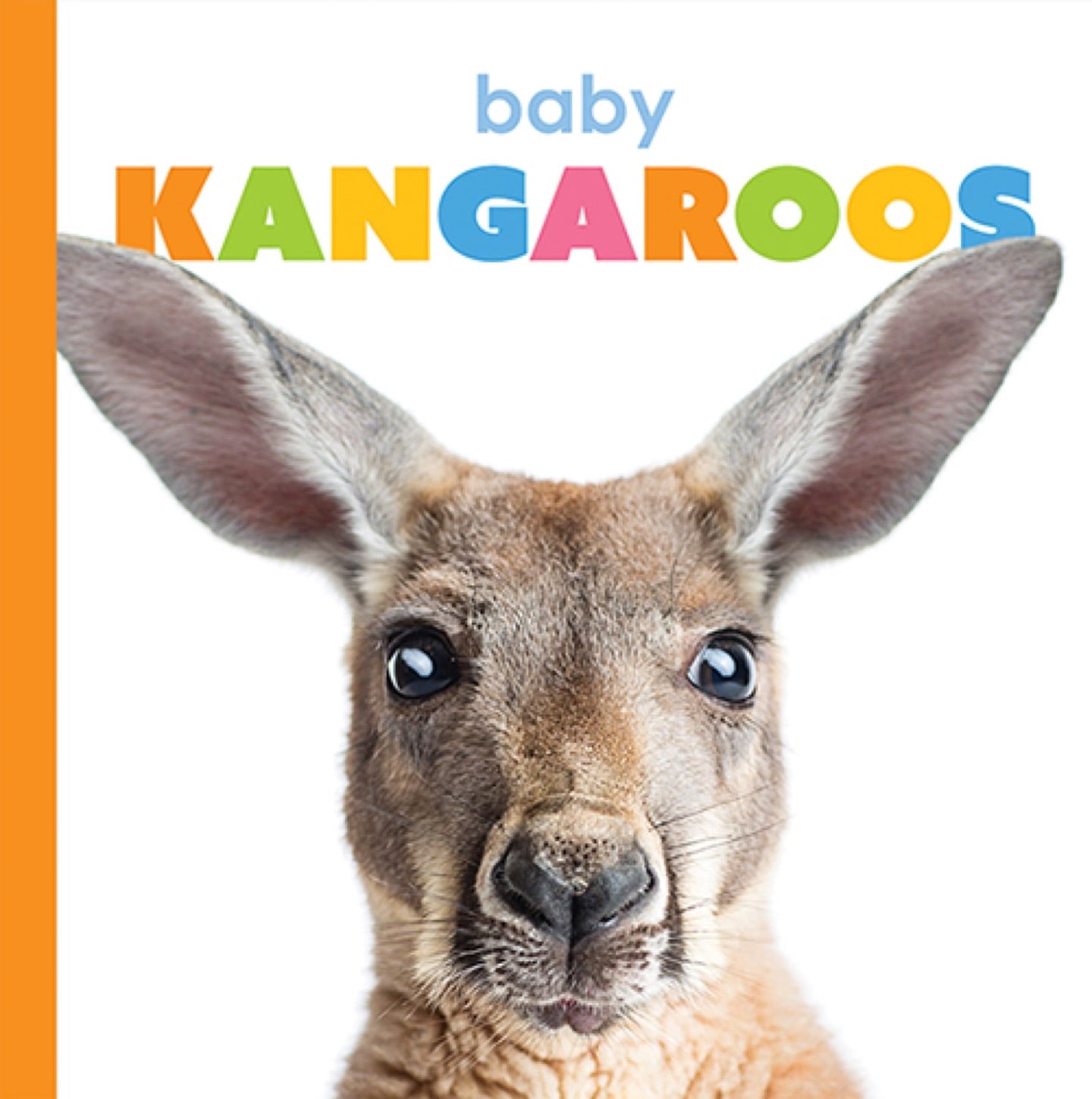 Starting Out: Baby Kangaroos