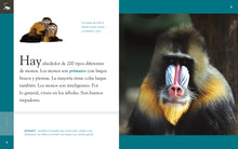 Laden Sie das Bild in den Galerie-Viewer, Planeta animal (2022): El mono
