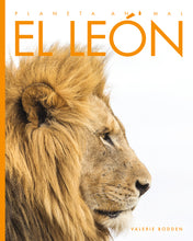 Laden Sie das Bild in den Galerie-Viewer, Planeta animal (2022): El león
