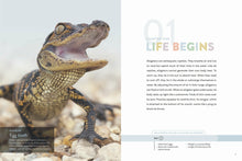 Laden Sie das Bild in den Galerie-Viewer, Die Natur im Rampenlicht: Alligator
