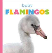 Laden Sie das Bild in den Galerie-Viewer, Der Anfang: Baby-Flamingos
