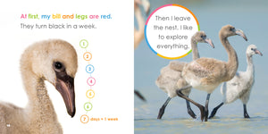 Der Anfang: Baby-Flamingos