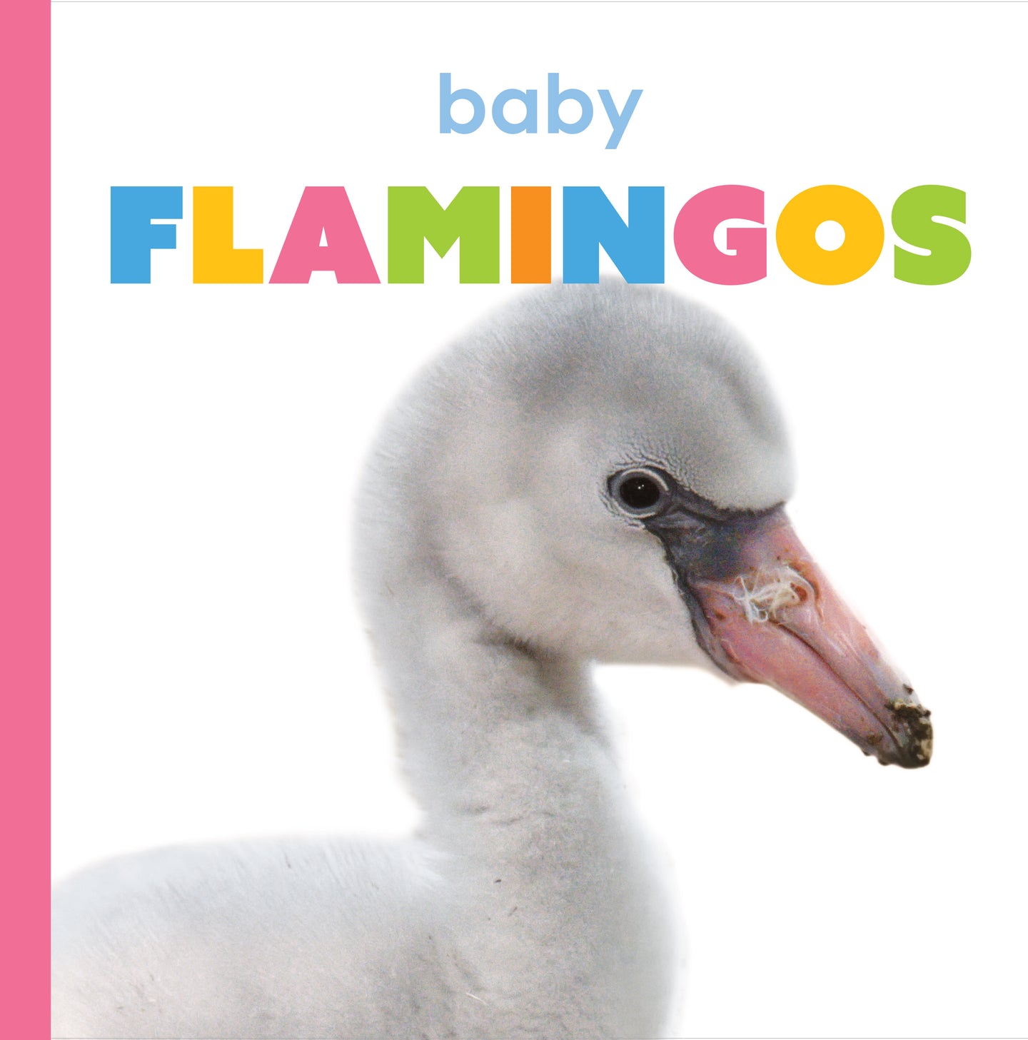 Starting Out: Baby Flamingos