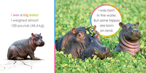 Starting Out: Baby Hippopotamuses