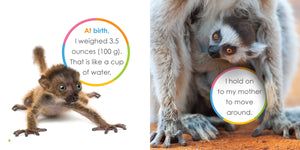 Der Anfang: Baby-Lemuren