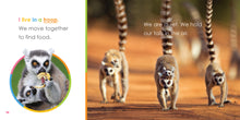 Laden Sie das Bild in den Galerie-Viewer, Der Anfang: Baby-Lemuren
