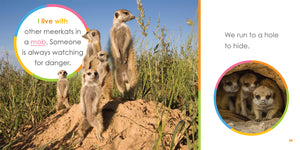 Starting Out: Baby Meerkats