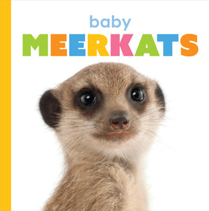 Starting Out: Baby Meerkats