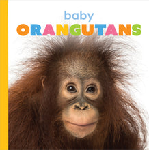 Laden Sie das Bild in den Galerie-Viewer, Der Anfang: Orang-Utan-Babys
