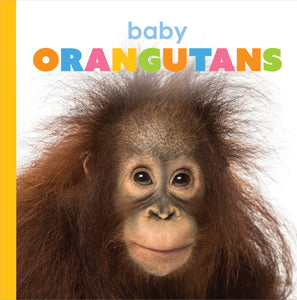 Starting Out: Baby Orangutans