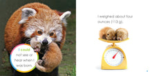 Laden Sie das Bild in den Galerie-Viewer, Der Anfang: Baby-Rote Pandas
