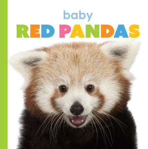Der Anfang: Baby-Rote Pandas