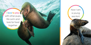 Starting Out: Baby Sea Lions