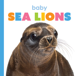 Starting Out: Baby Sea Lions