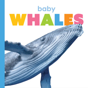 Starting Out: Baby Whales