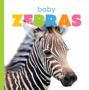 Starting Out: Baby Zebras