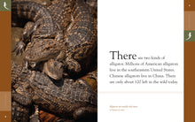 Laden Sie das Bild in den Galerie-Viewer, Erstaunliche Tiere (2022): Alligatoren
