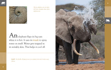 Laden Sie das Bild in den Galerie-Viewer, Erstaunliche Tiere (2022): Elefanten
