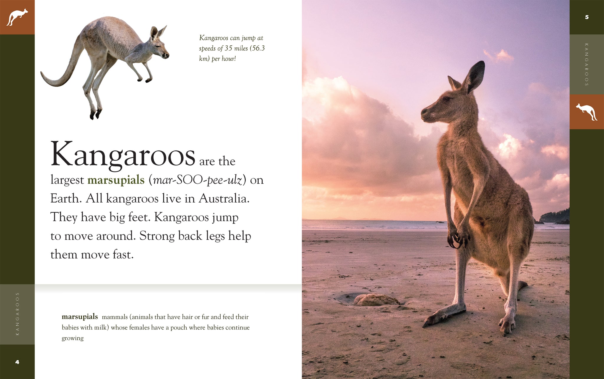 Kangaroos – The Creative Company