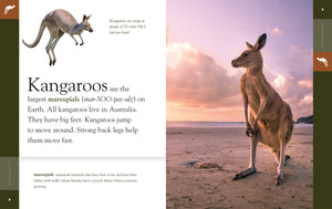 Erstaunliche Tiere (2022): Kängurus