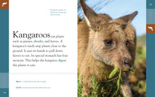 Laden Sie das Bild in den Galerie-Viewer, Erstaunliche Tiere (2022): Kängurus
