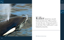 Laden Sie das Bild in den Galerie-Viewer, Erstaunliche Tiere (2022): Killerwale
