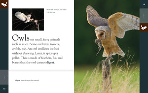 Amazing Animals (2022): Owls
