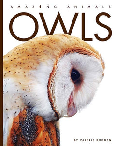 Amazing Animals (2022): Owls
