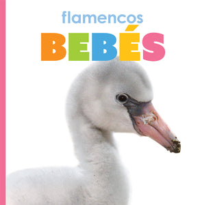 El principio de los: flamencos bebés