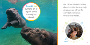 El principio de los: hipopótamos bebés