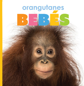El principio de los: orangutanes bebés