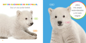 El principio de los: osos polares bebés