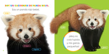 Laden Sie das Bild in den Galerie-Viewer, Das Prinzip der Kinder: Pandas, rote Babys
