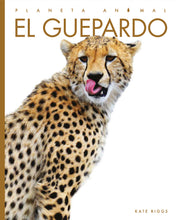 Laden Sie das Bild in den Galerie-Viewer, Planeta-Tier (2022): El guepardo
