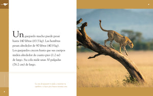 Planeta animal (2022): El guepardo