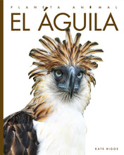 Laden Sie das Bild in den Galerie-Viewer, Planeta animal (2022): El águila
