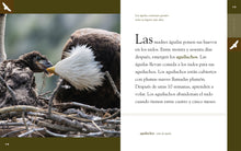 Laden Sie das Bild in den Galerie-Viewer, Planeta animal (2022): El águila
