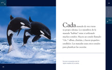 Laden Sie das Bild in den Galerie-Viewer, Planeta-Tier (2022): La orca
