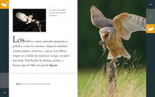 Laden Sie das Bild in den Galerie-Viewer, Planeta animal (2022): El búho
