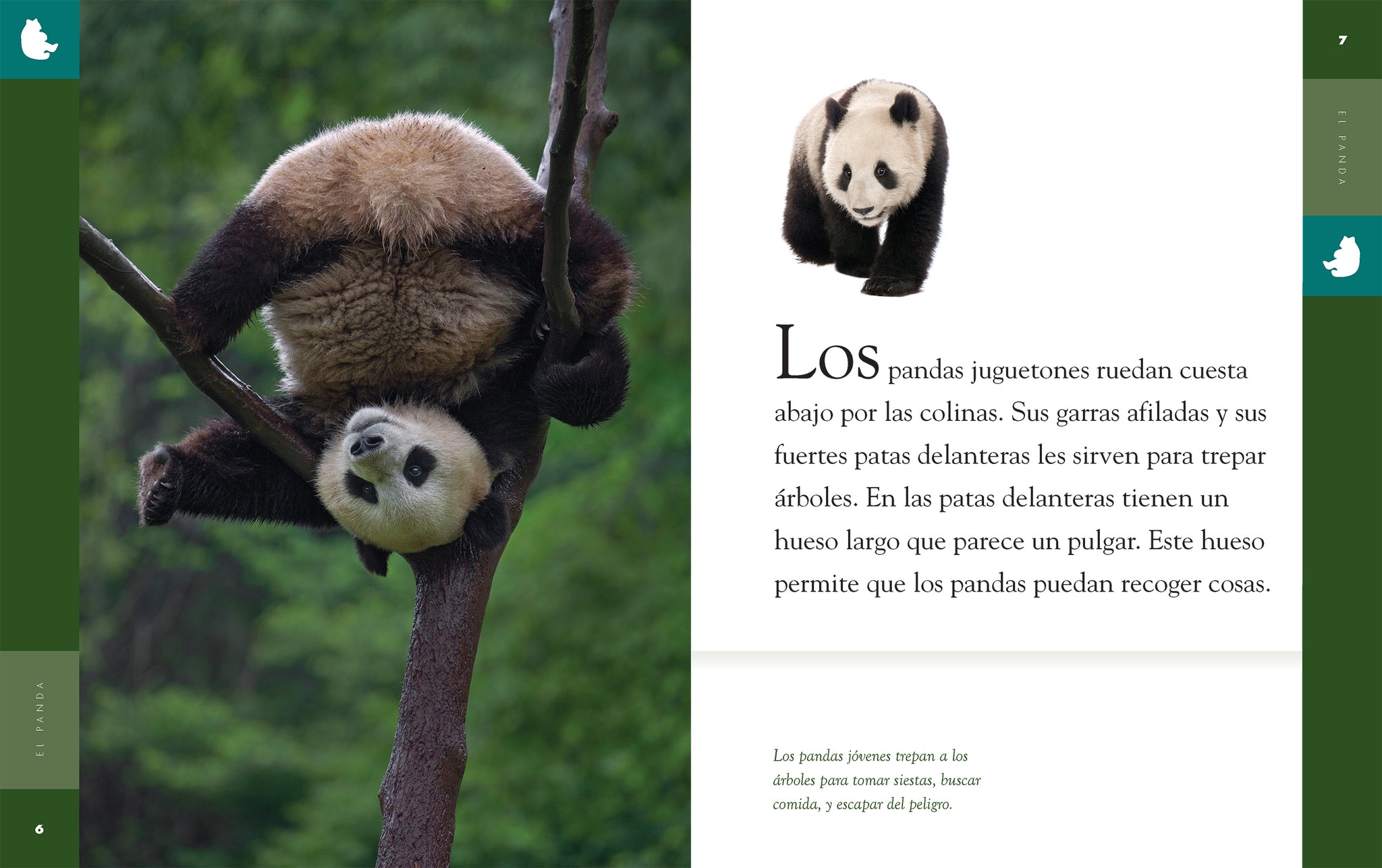 El panda – The Creative Company