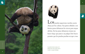 Planeta animal (2022): El panda